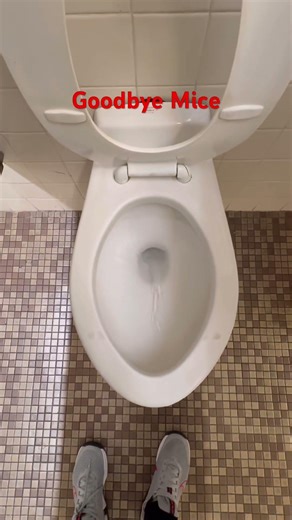 Goodbye mice American standard ￼￼Instanto