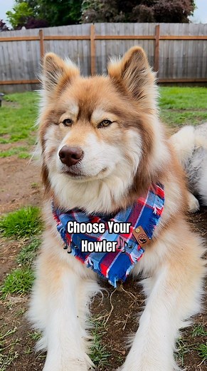 461K views · 10K reactions | Who Do YOU Choose?! . . Don’t forget to Follow @tikanni.kita.n.tehya.3.sibes for daily laughs . . #dogsofinstagram #funnyhusky #huskylife #huskies #singingdog #talkingdog #howl #dogs #dogslife #dogslover #lifewithahusky #huskyhowl #lol #funny #siren #howling | Tikanni Kita Tehya Kaito | Facebook