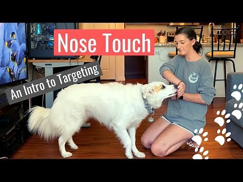 Teaching Your Dog Targeting-Nose Touch