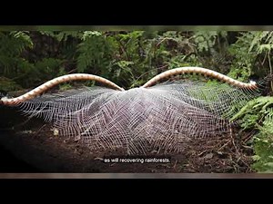 Lyrical Lyrebird recognised as hard-working engineer