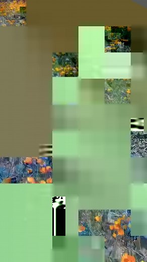 11K views · 403 reactions | The wildflowers are in full bloom at the North Table Mountain Ecological Reserve. (via @krystinawanders/IG) | Active NorCal | Facebook