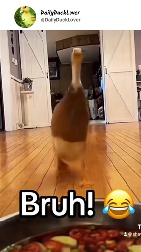 Make sure to follow for more cute ducks! 🦆✨ Soft feathers, tiny waddles, and gentle quacks — this is your moment of calm in a noisy world. Watching a cute duck glide across the water or stretch its little wings in the sunshine instantly lifts your mood. These adorable ducks remind us to slow down, smile, and enjoy life’s simplest joys. Every blink, splash, and happy shake of a fluffy duckling releases that feel-good serotonin boost your brain loves. It’s nature’s therapy — calm sounds, soft mov