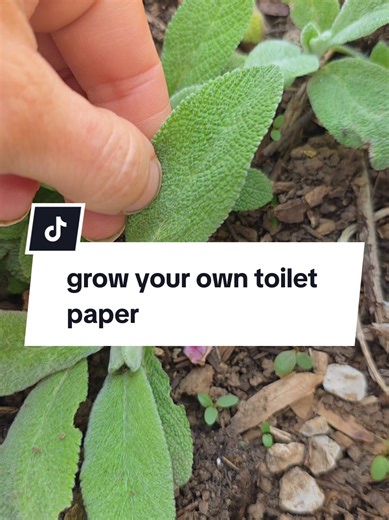 grow your own toilet paper #tiktokshopsummerturnup #tiktokshopcreatorpicks #tiktokshopspringglowup