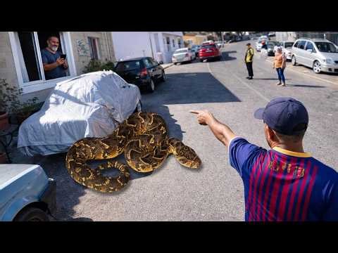 Deadly Snake Under His Car