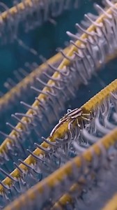 28K views · 309 reactions | Squat Lobster: The Tiny Guardian of Coral...