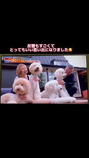 犬と暮らす楽しさ！動物スクープ100連発