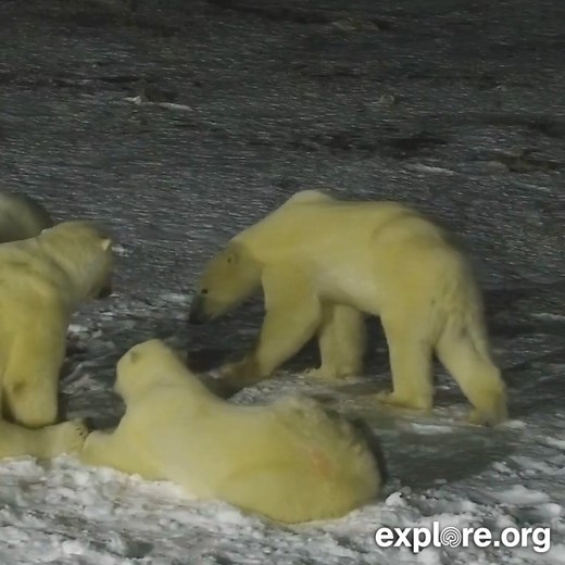 Just a few buddies passing time on the tundra at the ice pool party 🐻‍❄️ | explore.org