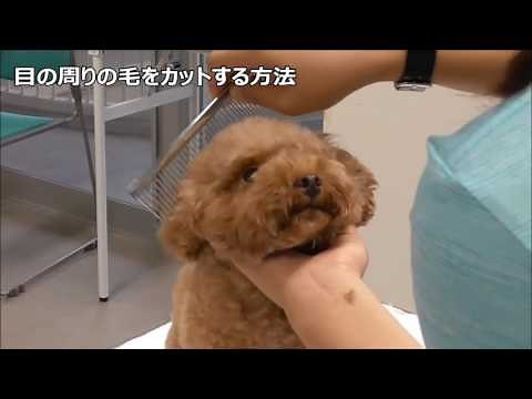目の周りの毛をカットする方法【自宅で出来る犬のトリミング】by遠藤エマ