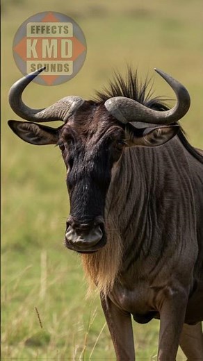 🐃 the WILDEBEEST SOUND – listen ANIMAL SOUNDS! – the best sound effects