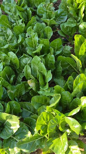 my vegetables garden right now 😋
