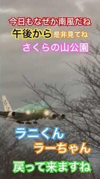 12/1 今日はラニくん ラーちゃん戻って来るのでおやすみのカイくんをどうぞ🛬👀🤭😅🙏👍#shorts #成田空港 #フライングホヌ #loveflightjack