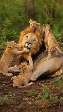 Lion Cubs Sharing Precious Moments with Their Father | Kruger National Park