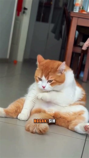 YA ALLAH NGINTIR INTIR PERUT