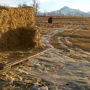 1.4K views · 154 reactions | As if it's her own personal mobile hay buffet, Acadia here chases the truck down during feeding time. It's a pretty common sight in every pen, there's always that one..or five musk oxen who just simply cannot wait for us to get that hay to the feeder  #hungryhungryhippos #hungrymuskoxen #hay #hayfeed #hayfeeder #haytruck #haybales #acadia | The Musk Ox Farm | Facebook