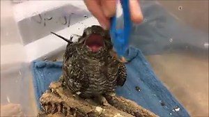 Have you ever seen a Common Nighthawk? https://www.allaboutbirds.org/guide/Common_Nighthawk/id This poor guy was found in the road in Littleton, probably struck by a car. | Greenwood Wildlife Rehabilitation Center