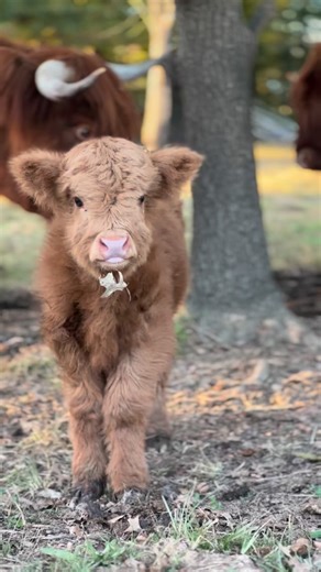 Just a little leaf stuck on a little guy’s chin. | Sunset Meadow Farm