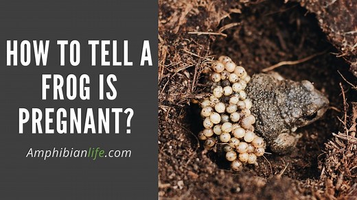 Pregnant Frog? (How To Tell If A Frog Is Pregnant) - Amphibian Life