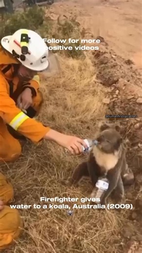 Human First Narratives on Instagram: "In February 2009, during the devastating bushfires in Victoria, Australia, firefighter David Tree stopped to help a badly burned and dehydrated koala. As he gently offered water from a bottle, the koala — later named Sam — reached out her paw and drank from his hand. #koala #positvevibes #history #positivehistory #australia"