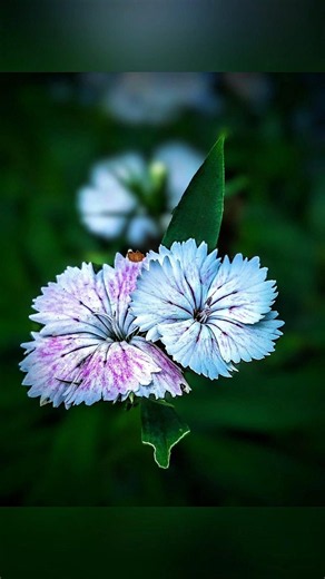 Try this dianthus flower photography tips & tricks using pro mode 📸🌸 #shorts #dianthus #flowers