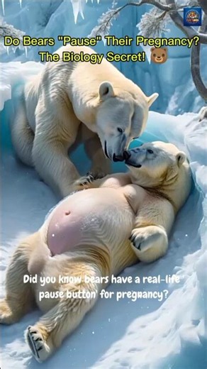 Do Bears "Pause" Their Pregnancy? The Biology Secret! 🐻❄️