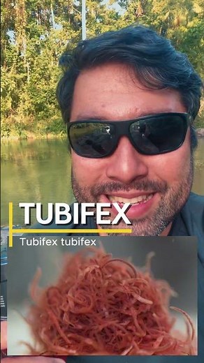 Tubifex are extremely nutritious aquatic worms for our aquarium fish.