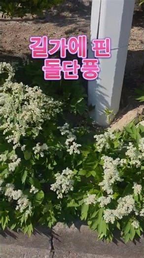 길가에 핀 들단풍🌿 #들단풍 #들꽃 #야생화 #꽃영상 #힐링영상 #무명전설 #장한별 #BradleyRaydenJang #바람아불어라 #AnginBertiuplah