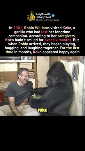 The Day Robin Williams Made Koko Laugh Again