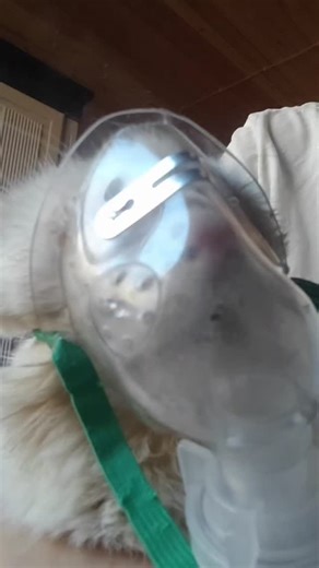 ТГк Мои истории спасения https://t.me/irescue 889 бездомный хвост...