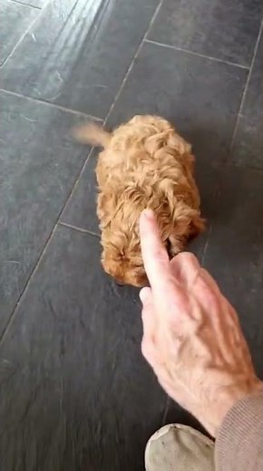 10 week old Cockapoo learning to wait for food.