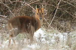 Video: Biscuit the rare Texas 'alien' deer becomes a viral sensation