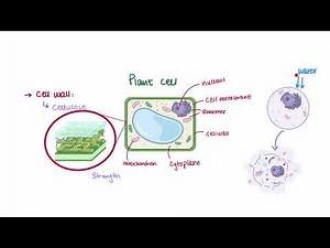 Cells | Cells and Microscopes | A Level | Biology