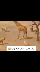 فيديوهات أنشأها 𝒔𝒉𝒂𝒉𝒎 (@fg_5_10) باستخدام Creepy and simple horror background music(1070744) - howlingindicator