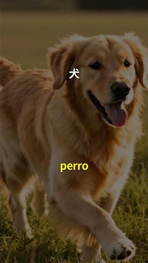 スペイン語のレベルA1名詞100 | 聞き流し | Spanish | 実用例文付き
