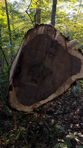 6.7K views · 89 reactions | We are back cutting some walnut this week in Indiana! #lumber #trees #blackwalnut #BlackGod #STIHL #walnut #lumberjack #stihlchainsaw #LikeFollowShare #sawmill #Indiana | Gauldin Logging LLC | Facebook