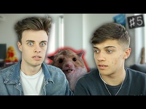 THE DEVIL HAMSTER | TaskersTips #5