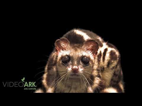 A banded linsang (Prionodon linsang linsang) from Sumatra, at Taman Safari.