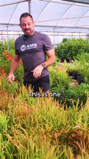 Fire Sticks: Bold Winter Color with Care