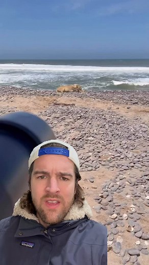 804K views · 56K reactions | This lioness has so much to teach us humans about leadership, true leadership #lion #africa #nature #fyp #foryou | Scott Whitehead | Facebook