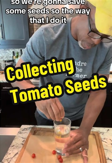 Collecting Tomato Seeds: A Step-by-Step Guide