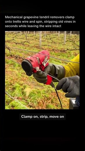 The Tool That Instantly Strips Old Grapevines Off Trellis Wire 🍷