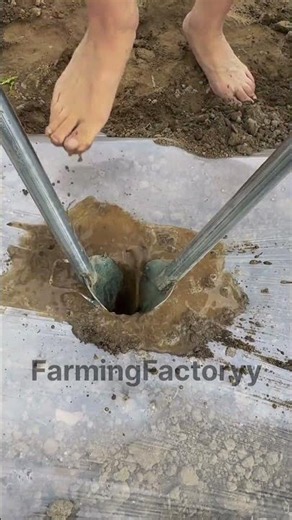 Precision Planting: Effortless Seedling Transplanting with a Manual Tool #shorts