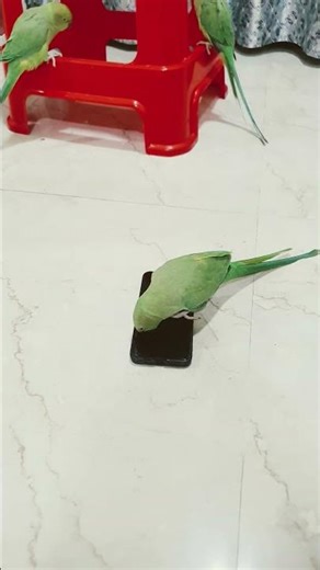 The Worst Mobile Comedy Memes