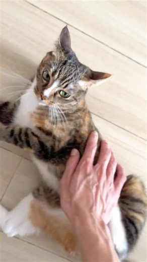 別再摸我😾咬你喔！ #貓咪 #貓咬人 #cat