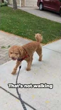 🐶✨ Labradoodles: the curly chaos muffins bouncing through life with pure joy. 🌟🌀 #funnyanimals