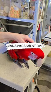 Hogan is a Green Wing Macaw. He's not available for adoption at the moment. Please be patient as he goes through the rehabilitation process. *WE DO NOT OWN RIGHTS TO THIS MUSIC* #nanapapasnest #BirdCareTips #communitysupport #donate #parrotrescue #gratitude #parrotnutrition #CommentLikeShareFollow #adoptdontshop | Nana & Papa's Nest Inc