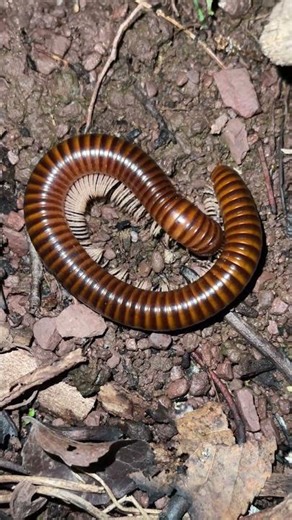 hunting spiders and millipedes