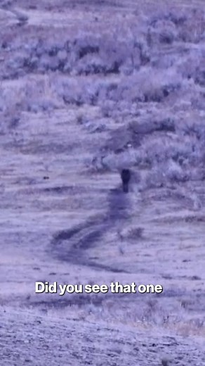3.7M views · 12K reactions | A man who risked death by approaching a pack of wolves in the middle of Yellowstone National Park was captured in wild video by horrified bystanders. "This could end very badly." https://trib.al/dTzFFqm | New York Post Lifestyle | Facebook