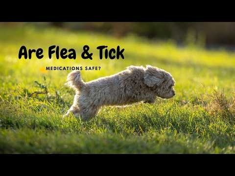 Are Flea & Tick Medications Safe? The Truth Every Dog Owner Should Know