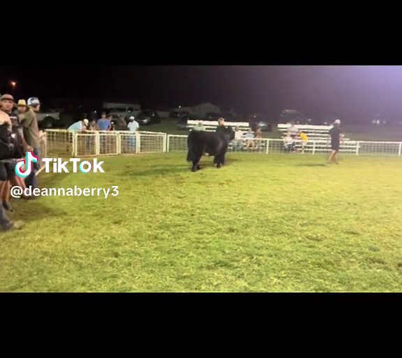 Big Bruce! #showcattle #2024 #ffa #showstopper #blackknight@Gemma Berry @Jeremy Berry