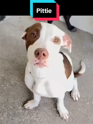 ‼️The shelter has changed their euthanasia policy resulting in losing dogs without warning on Mondays, Wednesdays and Fridays.‼️ This sweet little girl is Maple and she’s a well-mannered dog with a tail that doesn’t stop wagging. She’s affectionate and curious and loves everyone she meets. Maple is likely running out of time so if you can help save her, please comment or contact the shelter ASAP! *Both kennelmates are safely out of the shelter.* ❤️ heartworm NEGATIVE 🐾 2 years old 🐾 32 lbs 🐾 